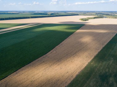 Hava aracı görüntüsü. Ukrayna 'da olgunlaşmış mısır ve buğday tarlaları.
