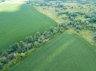 Hava aracı görüntüsü. Ukrayna 'da yeşil mısır tarlası.
