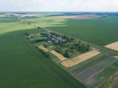 Hava aracı görüntüsü. Ukrayna 'da yeşil mısır tarlası.