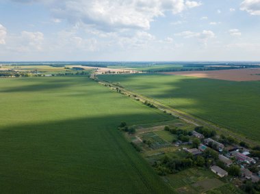 Hava aracı görüntüsü. Ukrayna 'da yeşil mısır tarlası.