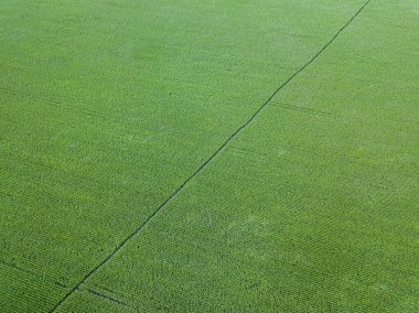 Hava aracı görüntüsü. Ukrayna 'da yeşil tarım mısır tarlası.