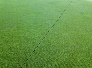 Hava aracı görüntüsü. Ukrayna 'da yeşil tarım mısır tarlası.