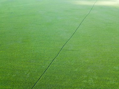 Hava aracı görüntüsü. Ukrayna 'da yeşil tarım mısır tarlası.