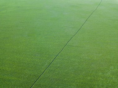 Hava aracı görüntüsü. Ukrayna 'da yeşil tarım mısır tarlası.