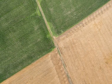 Hava aracı görüntüsü. Ukrayna köyünde yeşil mısır tarlası ve sarı buğday tarlası..