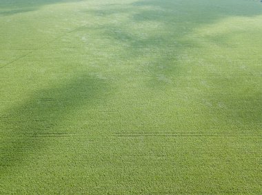 Ukrayna köyünde yeşil mısır tarlası.