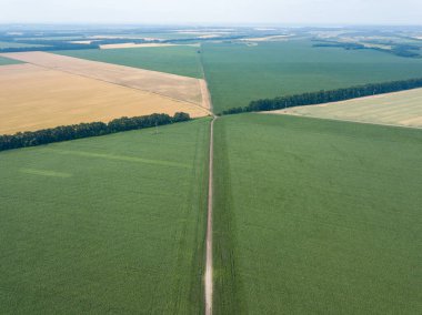 Ukrayna köyünde yeşil mısır tarlası.