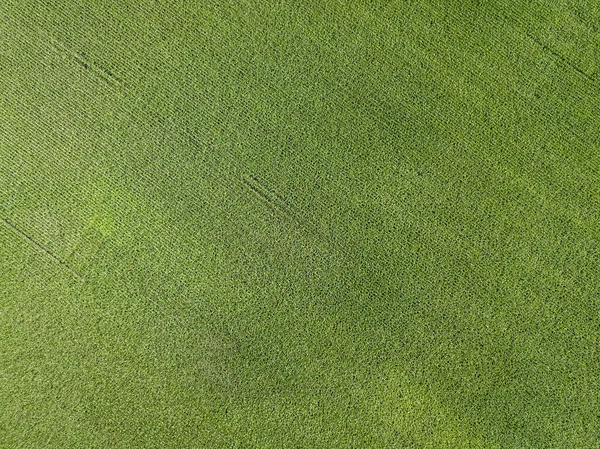 Αεροφωτογραφία Τηλεκατευθυνόμενου Πράσινο Γεωργικό Χωράφι Καλαμποκιού Στην Ουκρανία — Φωτογραφία Αρχείου