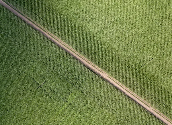 Vista Aérea Del Dron Camino Tierra Entre Campos Maíz Verde — Foto de Stock