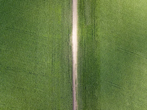 Hava aracı görüntüsü. Ukrayna 'daki yeşil mısır tarlaları arasındaki toprak yol.