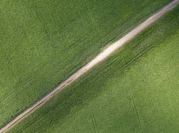 Vista Aérea Drones Estrada Terra Entre Campos Milho Verde Ucrânia — Fotografia de Stock