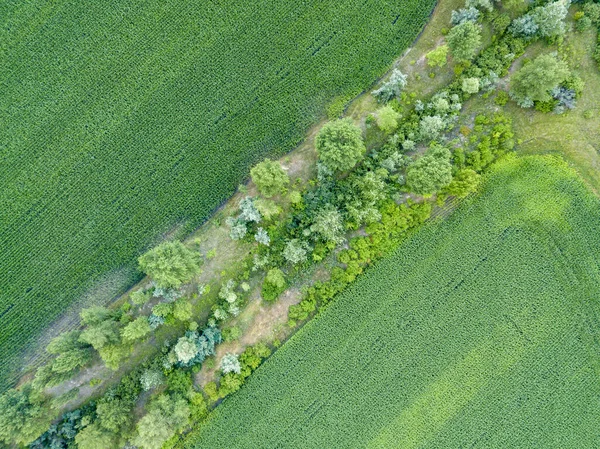 Flygdrönare Grönt Majsfält Ukraina — Stockfoto