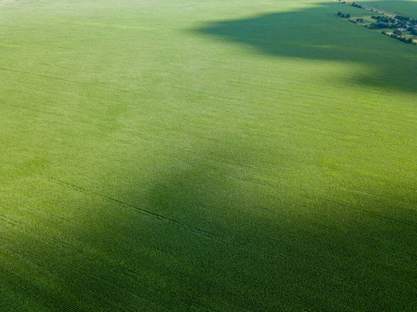 空中ドローンビュー ウクライナの緑の農業トウモロコシ畑 — ストック写真