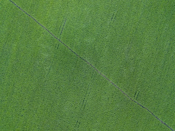 空中无人驾驶飞机视图 乌克兰绿色农业玉米地 — 图库照片