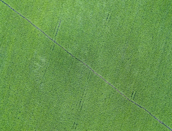 空中无人驾驶飞机视图 乌克兰绿色农业玉米地 — 图库照片