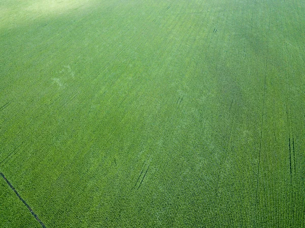 Aerial Drone View Green Agricultural Corn Field Ukraine — Stock Photo, Image