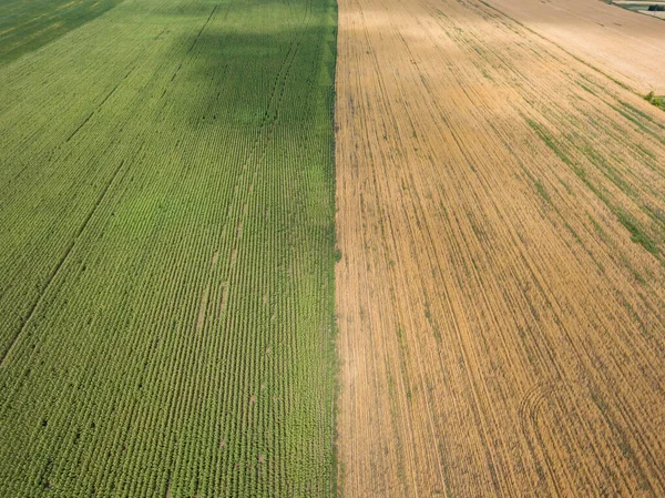 空中ドローンビュー ウクライナの村の緑のトウモロコシ畑と黄色の小麦畑 — ストック写真