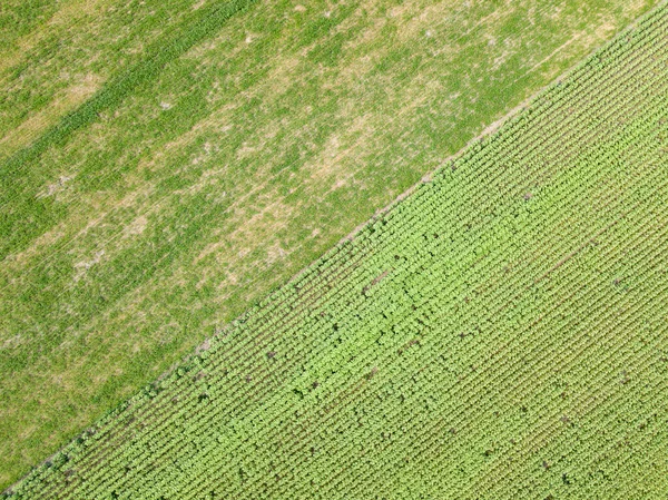 Зеленое Поле Кукурузы Украинском Селе — стоковое фото