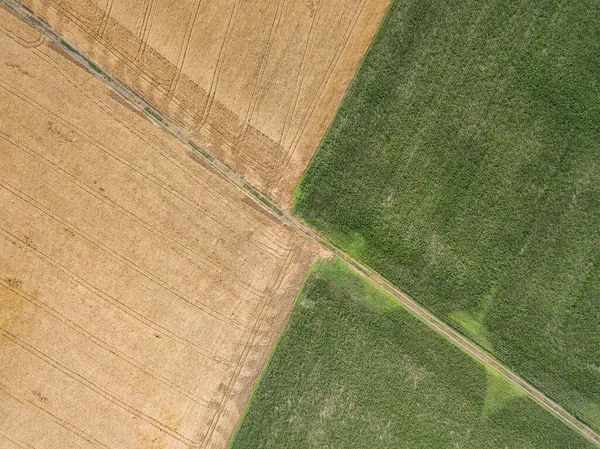 Vista Aérea Drones Campo Milho Verde Campo Trigo Amarelo Aldeia — Fotografia de Stock