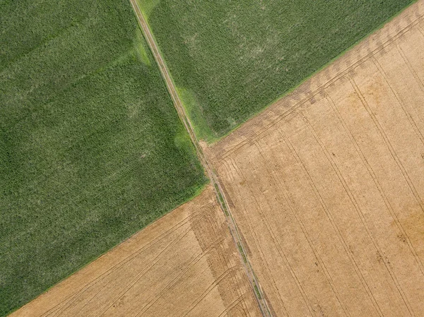 Vista Aérea Del Dron Campo Maíz Verde Campo Trigo Amarillo —  Fotos de Stock