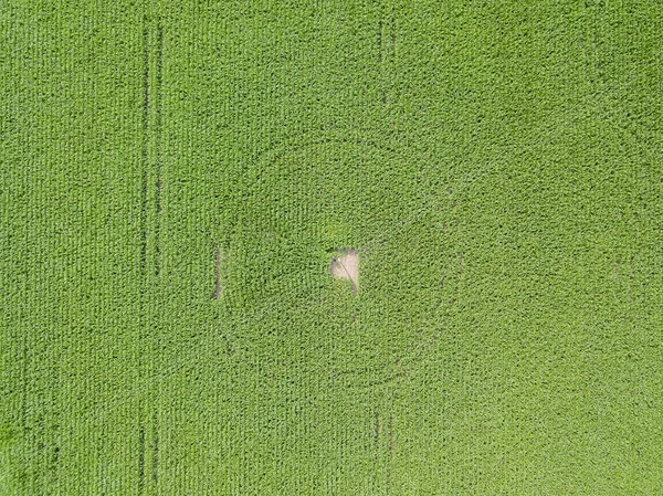 ウクライナの村のトウモロコシの緑のフィールド — ストック写真