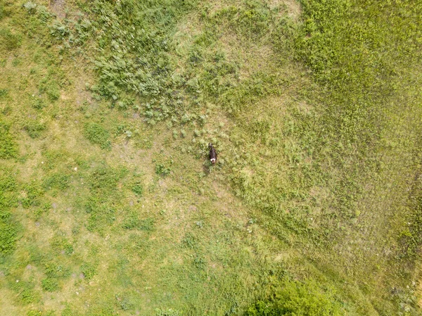 Aerial Drone View Cow Ukrainian Meadow — Stock Photo, Image