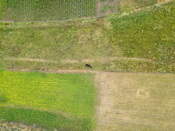 空中ドローンビュー ウクライナの牧草地の牛 — ストック写真