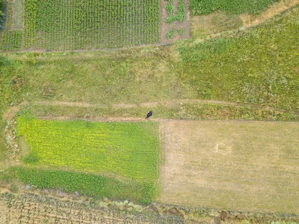 Vista Aérea Del Dron Vaca Prado Ucraniano — Foto de Stock