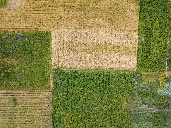 ウクライナの村の農業分野 空中ドローンビュー — ストック写真