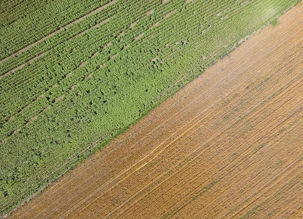 Luchtdrone Zicht Een Groen Korenveld Een Geel Korenveld Het Oekraïense — Stockfoto