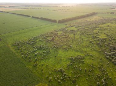 Ukrayna 'da yeşil mısır ve ayçiçeği tarlaları. Hava aracı görünümü.