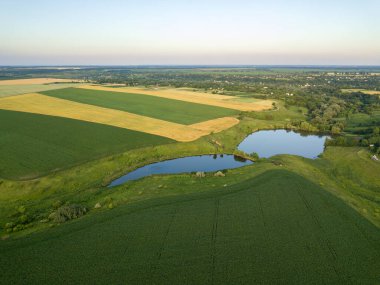 Hava aracı görüntüsü. Ukrayna 'da göl kenarında olgunlaşmış buğday ve mısır tarlası..