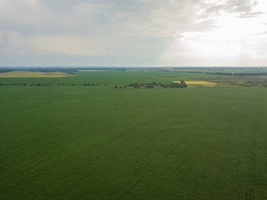 Hava aracı görüntüsü. Ukrayna 'daki yeşil mısır tarlası.