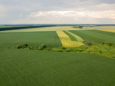 Hava aracı görüntüsü. Ukrayna 'daki yeşil mısır tarlası.