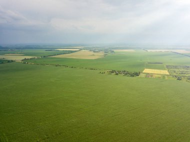 Hava aracı görüntüsü. Ukrayna 'daki yeşil mısır tarlası.