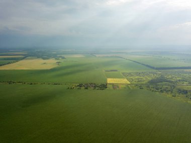 Hava aracı görüntüsü. Ukrayna 'daki yeşil mısır tarlası.