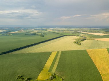 Ukrayna 'da olgunlaşan buğday ve mısır tarlaları. Hava aracı görünümü.