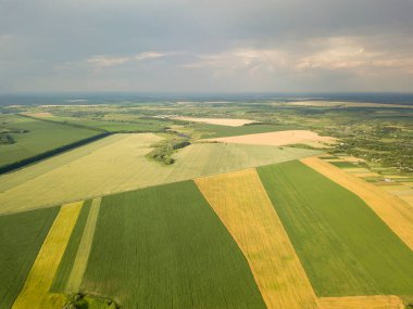 Ukrayna 'da olgunlaşan buğday ve mısır tarlaları. Hava aracı görünümü.