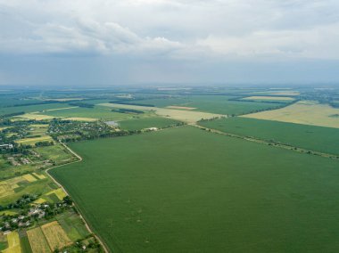 Hava aracı görüntüsü. Ukrayna 'daki yeşil mısır tarlası.