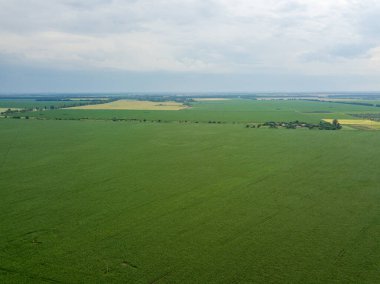 Hava aracı görüntüsü. Ukrayna 'daki yeşil mısır tarlası.