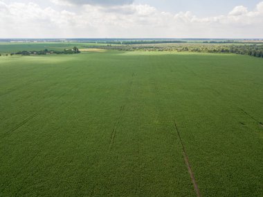 Hava aracı görüntüsü. Ukrayna 'daki yeşil mısır tarlası.