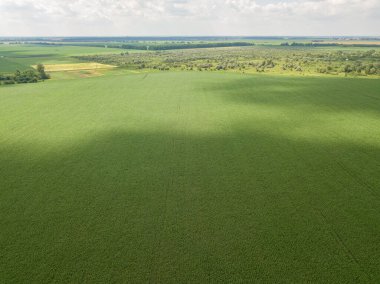 Hava aracı görüntüsü. Ukrayna 'daki yeşil mısır tarlası.