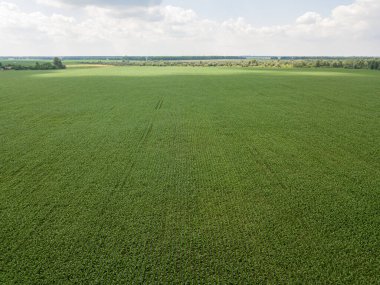 Hava aracı görüntüsü. Ukrayna 'daki yeşil mısır tarlası.