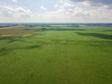 Hava aracı görüntüsü. Ukrayna 'daki yeşil mısır tarlası.