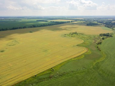 Ukrayna 'da olgunlaşan buğday ve mısır tarlaları. Hava aracı görünümü.