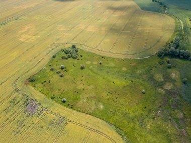 Ukrayna köyünde olgunlaşmış buğday tarlaları. Hava aracı görünümü.