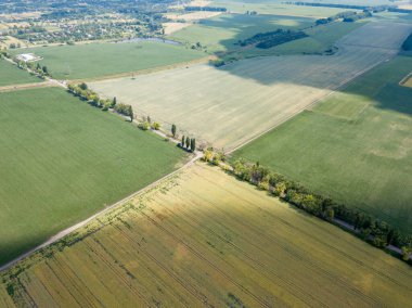 Ukrayna 'da olgunlaşan buğday ve mısır tarlaları. Hava aracı görünümü.