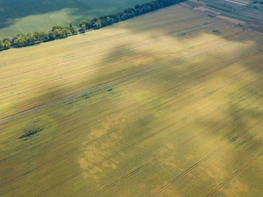 Ukrayna köyünde olgunlaşmış buğday tarlaları. Hava aracı görünümü.