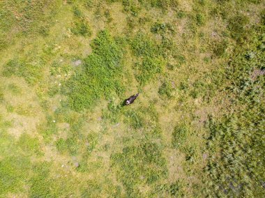 Hava aracı görüntüsü. Ukrayna çayırında inek.