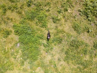 Hava aracı görüntüsü. Ukrayna çayırında inek.